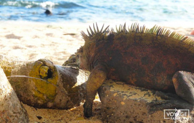 île isabela aux galapagos en équateur, voyage en famille